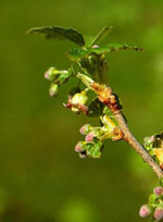 MSA RIBES NIGRUM 50 ML - Gruppofarmastore.it