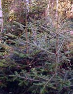 MSA ABIES PECTINATA 50 ML - Gruppofarmastore.it