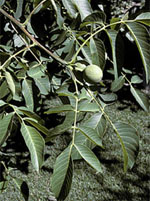 MSA JUGLANS REGIA 50 ML - Gruppofarmastore.it