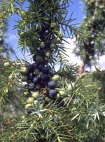 MSA JUNIPERUS COMMUN 50 ML - Gruppofarmastore.it