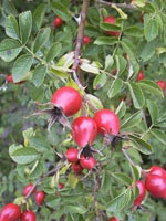 MSA ROSA CANINA 50 ML - Gruppofarmastore.it