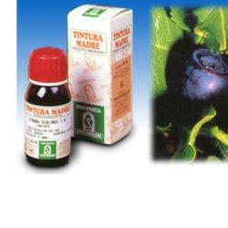 MIRTILLO 31 50ML TM - Gruppofarmastore.it