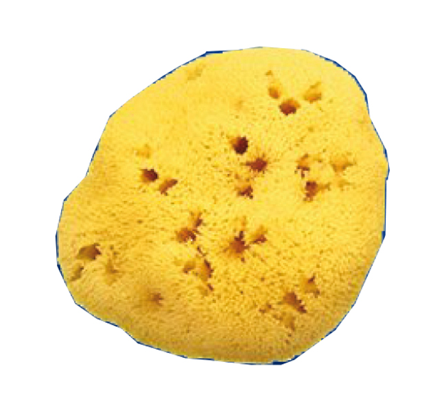 SPUGNA NAT FORI L 11/12CM 8 - Gruppofarmastore.it