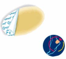 COMPEED VESCICHE CEROTTI FORMATO MEDIO 5 PEZZI - Gruppofarmastore.it
