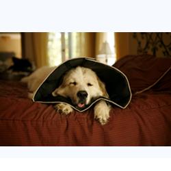 COMFY CONE COLLARE ELISABETTIANO INNOVATIVO M DIAMETRO 20 CM - Gruppofarmastore.it